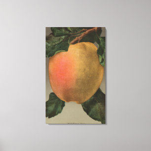 Fruit Chromo Lithograph of Belleflower Apple Canvas Print