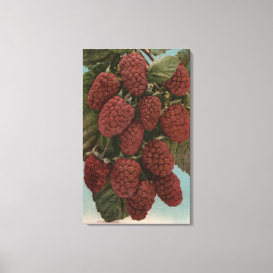 Fruit Chromo Lithograph of LoganberriesState Canvas Print