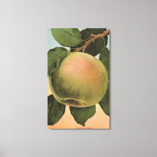 Fruit Chromo Lithograph of Newtown Pippen Canvas Print