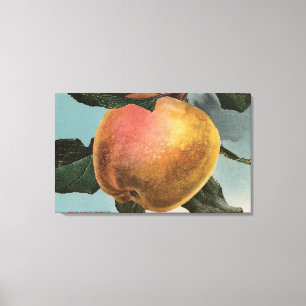 Fruit Chromo Lithograph of White Winter Pearmain Canvas Print