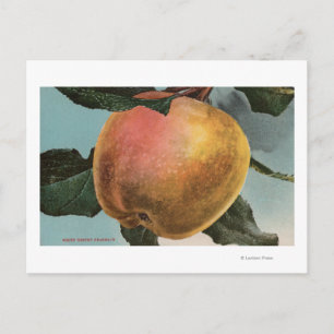 Fruit Chromo Lithograph of White Winter Pearmain Postcard