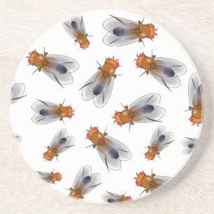 Fruit fly - Drosophila melanogaster mug Coaster