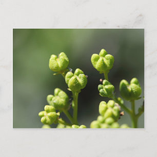 Fruit of a common rue (Ruta graveolens) Postcard