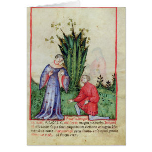 Fruit of Mandrake, from' Tacuinum Sanitatis'