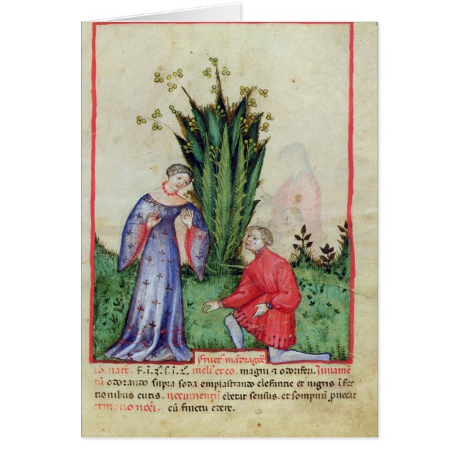 Fruit of Mandrake, from' Tacuinum Sanitatis' (Front)