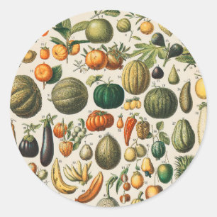 Fruit Vegetable Botanical Scientific Illustration Classic Round Sticker