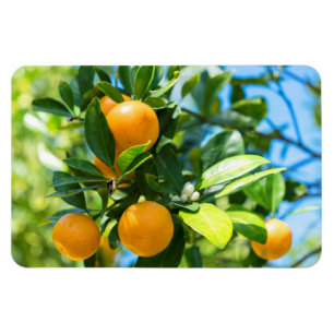 Fruiting Orange Tree Magnet