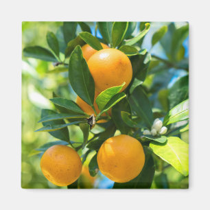 Fruiting Orange Tree Magnet