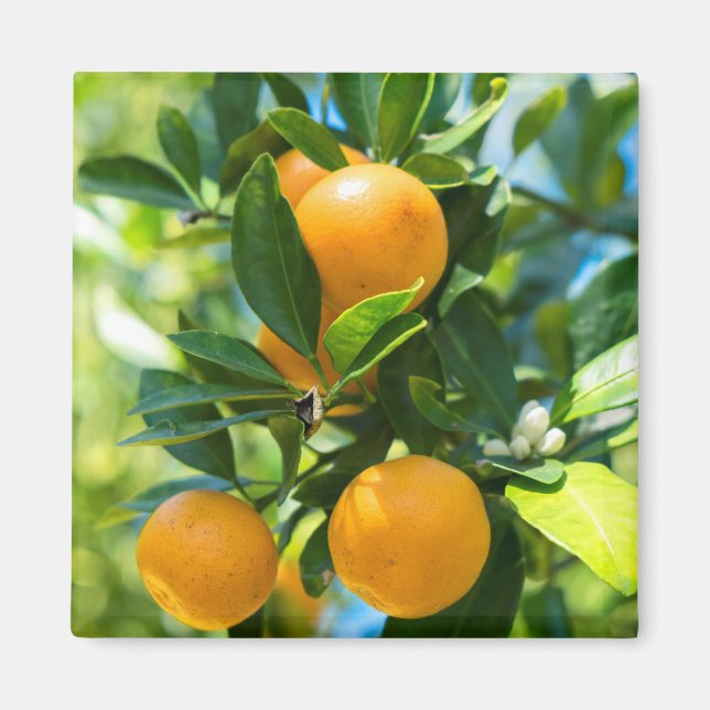 Fruiting Orange Tree Magnet (Front)