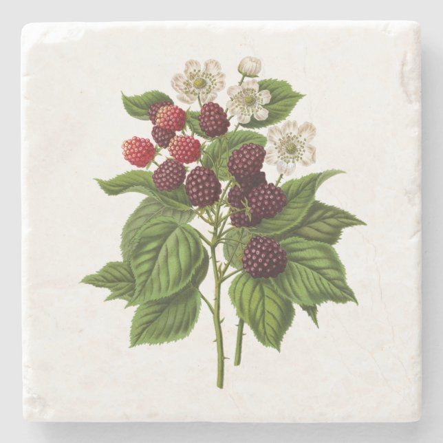 Fruits: A014 Blackberry -  Stone Coaster (Front)