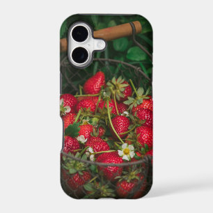 Fruits And Vegetables