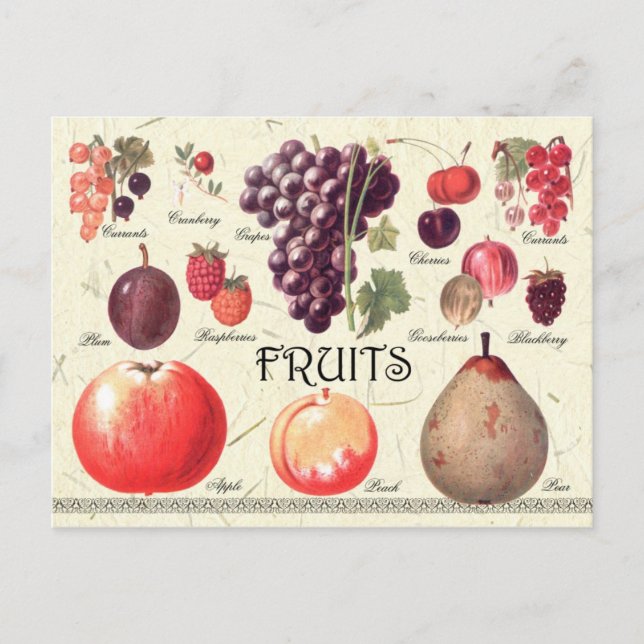 Fruits Illustration Postcard (Front)