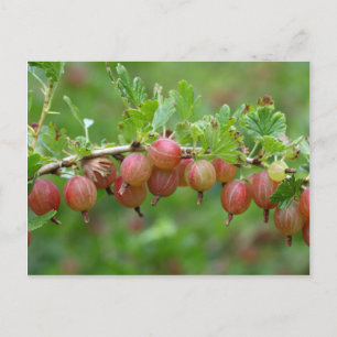 Fruits of a gooseberry postcard