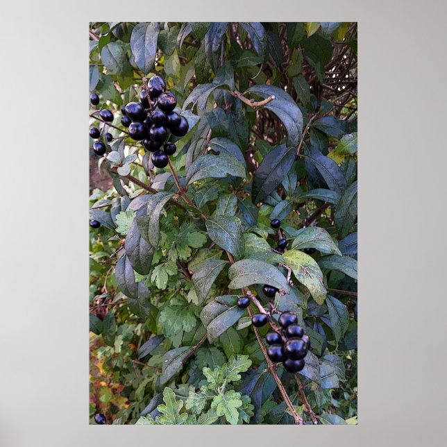 fruits of bush poster (Front)