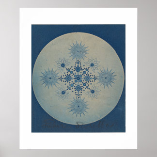 Frustules of Diatoms by Julius Wiesner Poster