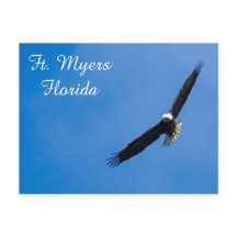 Ft. Myers Bald Eagle postcard