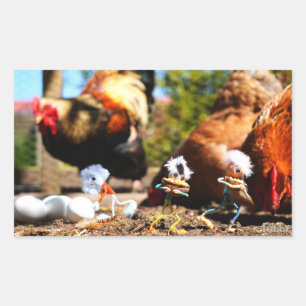 Fubby playing with the chickens and rooster. rectangular sticker