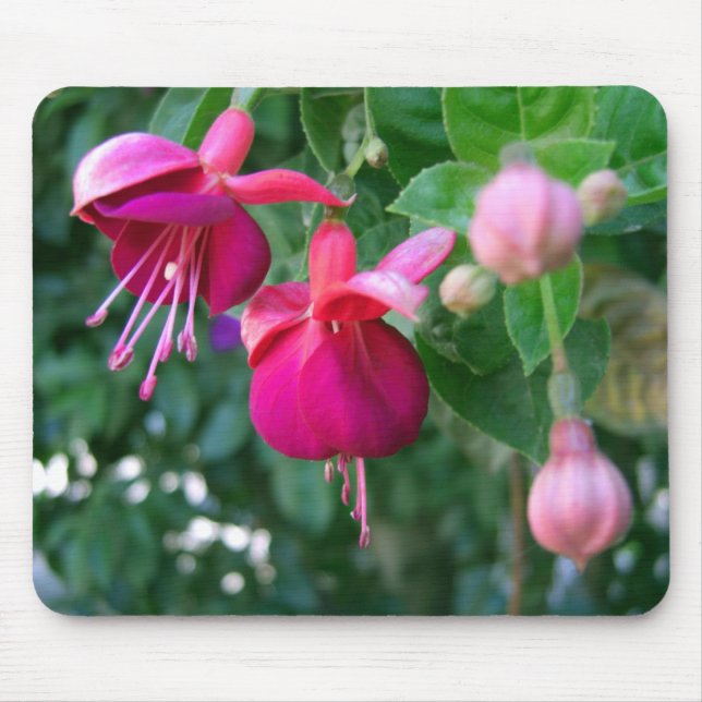 Fuchsia 1 mouse mat (Front)