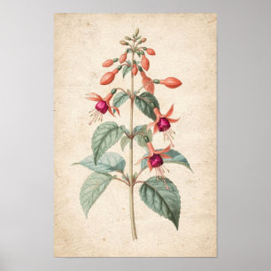 Fuchsia Botanical Print