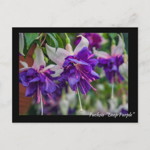 Fuchsia "Deep Purple" Postcard