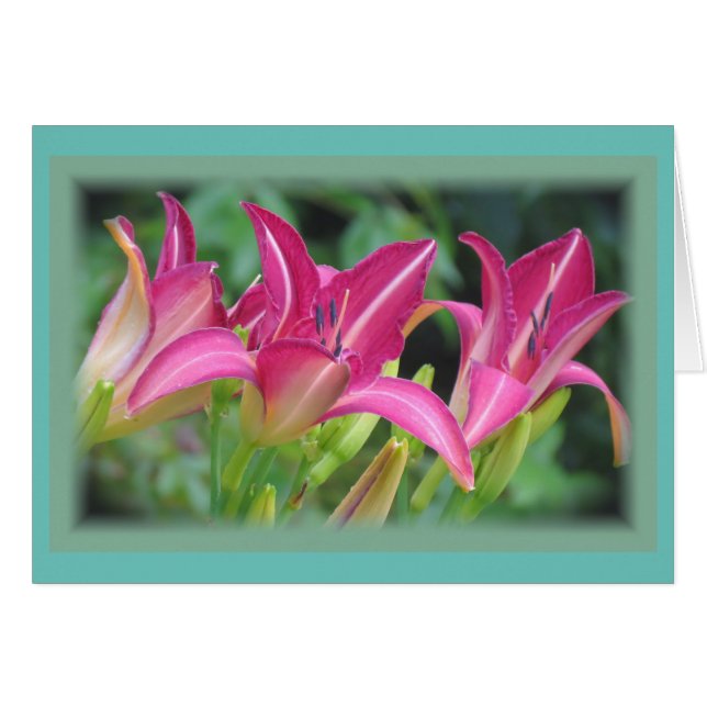 Fuchsia Dreams - Daylilies (Front Horizontal)