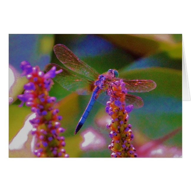 Fuchsia  flower and dragon fly (Front Horizontal)