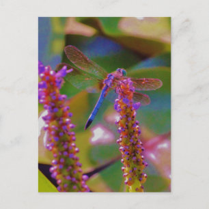Fuchsia  flower and dragon fly postcard