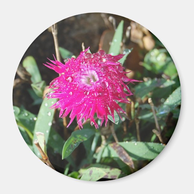 Fuchsia flower photo magnet (Front)