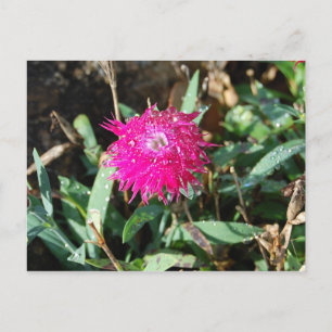 Fuchsia flower photo postcard
