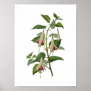 Fuchsia Flower Poster