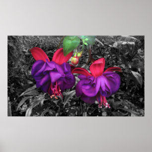 Fuchsia Flower Poster