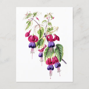 Fuchsia Flowers Vintage Botanical Postcard