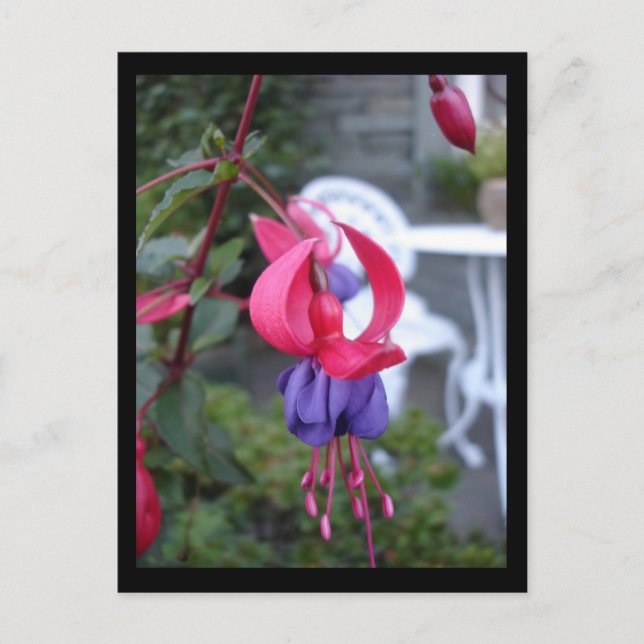 Fuchsia in Ambleside [Postcard] Postcard (Front)