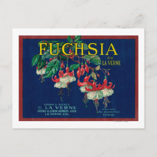 Fuchsia Lemon LabelLa Verne, CA Postcard