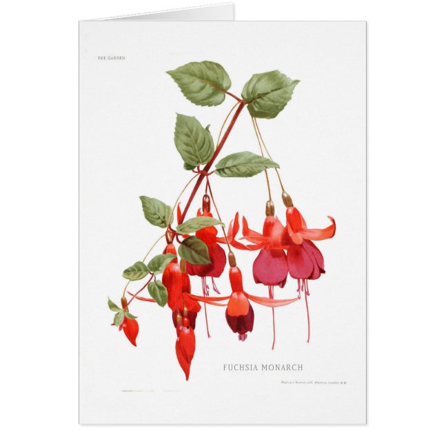 Fuchsia 'Monarch' (Front)