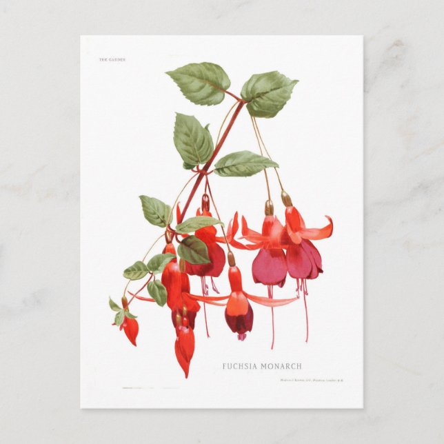 Fuchsia 'Monarch' Postcard (Front)