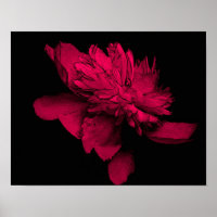 Fuchsia Peony Flower Abstract Floral Art