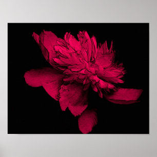 Fuchsia Peony Flower Abstract Floral Art Poster