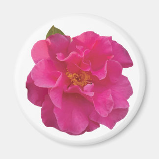 Fuchsia Pink Camellia Realistic Floral Magnet