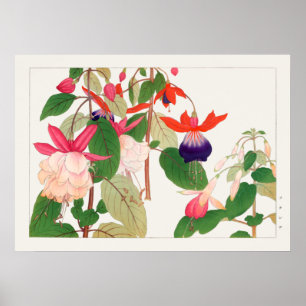 Fuchsia, Pink Purple Red Flowers, Tanigami Konan, Poster
