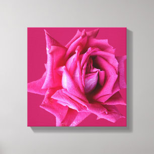 Fuchsia pink rose modern stylish floral fancy chic canvas print