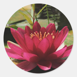Fuchsia Pink Water Lily Stickers Envelope Seals