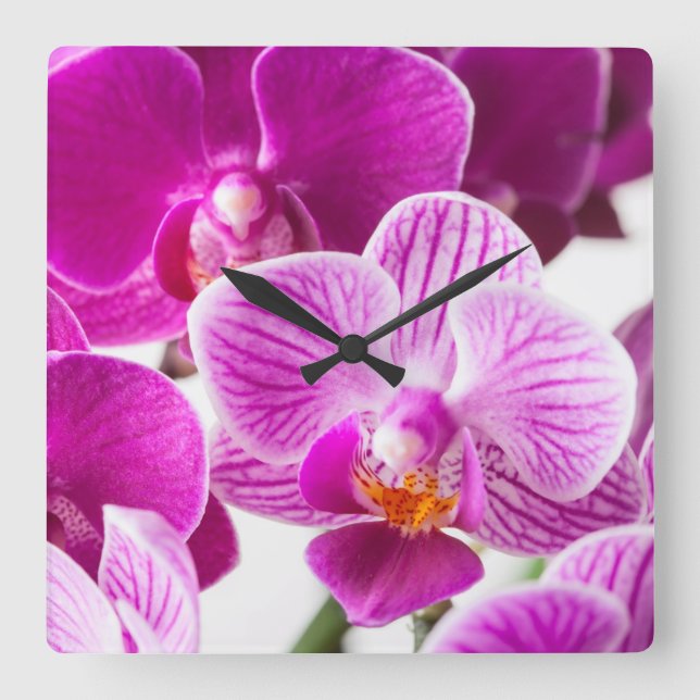 Fuchsia Pink White Dendrobium Orchid Flower Square Wall Clock (Front)