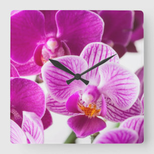 Fuchsia Pink White Dendrobium Orchid Flower Square Wall Clock