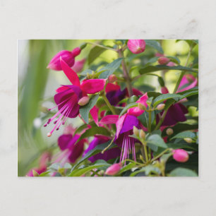 Fuchsia Plant Postcard