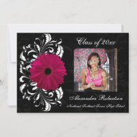 Fuchsia Scroll Gerbera Daisy Graduation