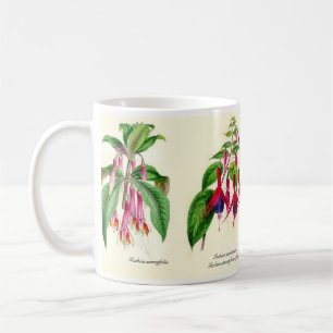 Fuchsia species of Joseph Paxton Coffee Mug