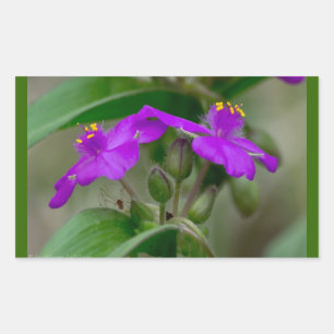 Fuchsia Spiderwort Twins Wildflower Gifts  Apparel Rectangular Sticker