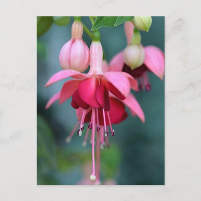 Fuchsias Postcard (Front)
