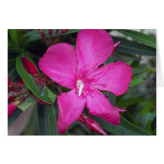 Fucshia Oleander Photo